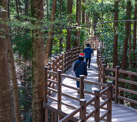Forest Trail (2.8km circular road)